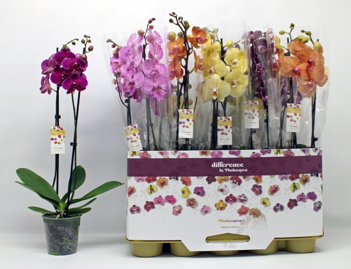 <h4>PHAL GEM 10 KL</h4>