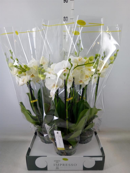 <h4>Phalaenopsis   ...white</h4>