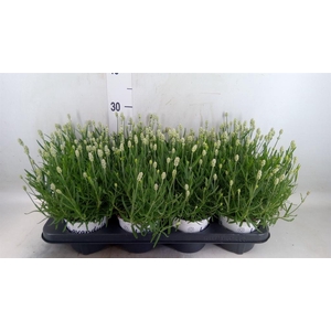 Lavandula angus. 'Aromatico Silver'