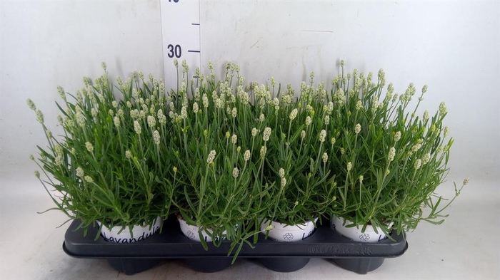 <h4>Lavandula angus. 'Aromatico Silver'</h4>