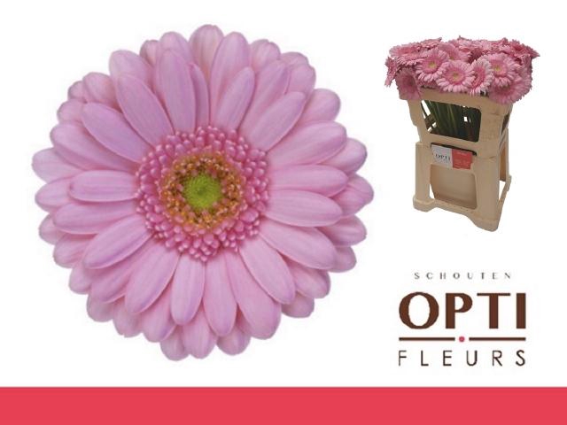 <h4>Gerbera mini Kimsey</h4>