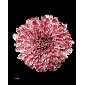 Chr T Altaj Hollandia