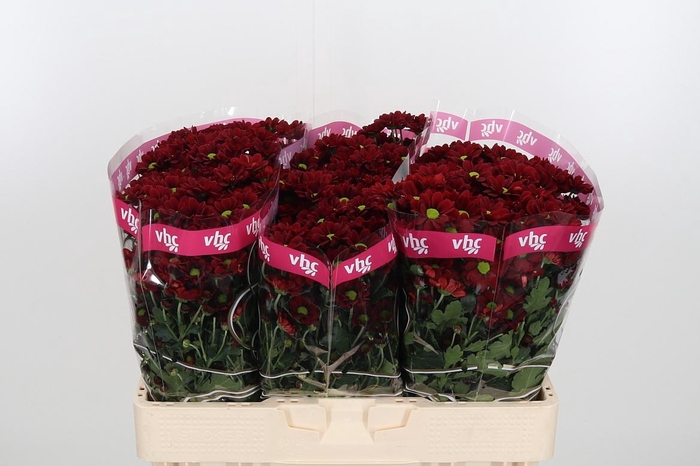 <h4>Chr San Adora</h4>