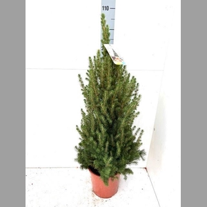 PICEA GL CONICA