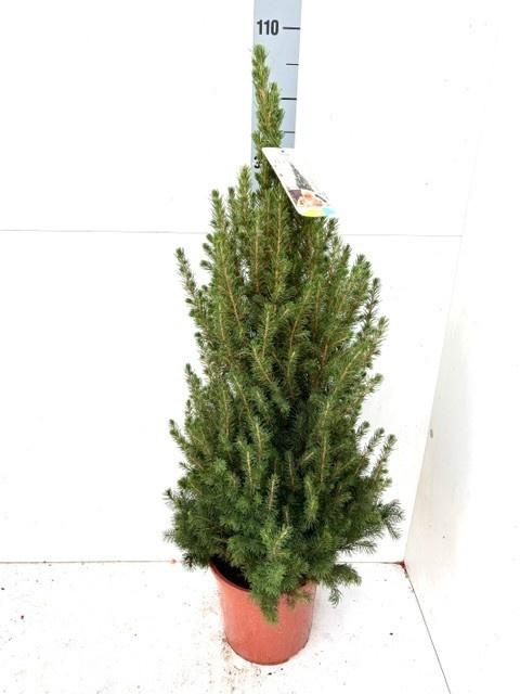 <h4>PICEA GL CONICA</h4>