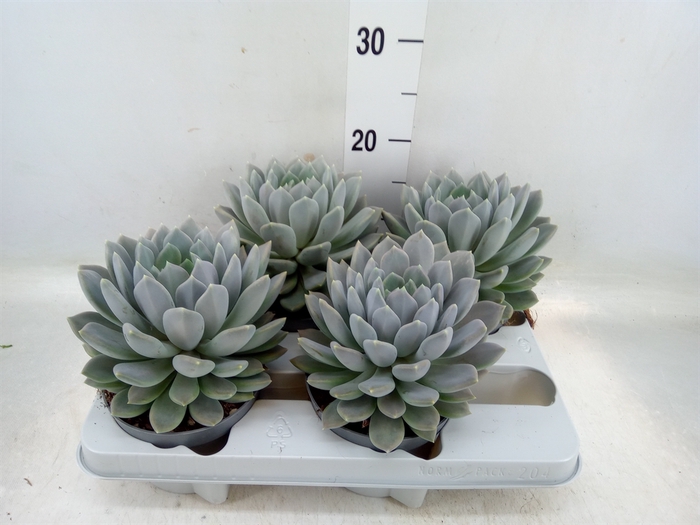 <h4>Pachyphytum  'Draco'</h4>