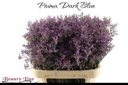 <h4>Lim Piuma Dark Blue</h4>