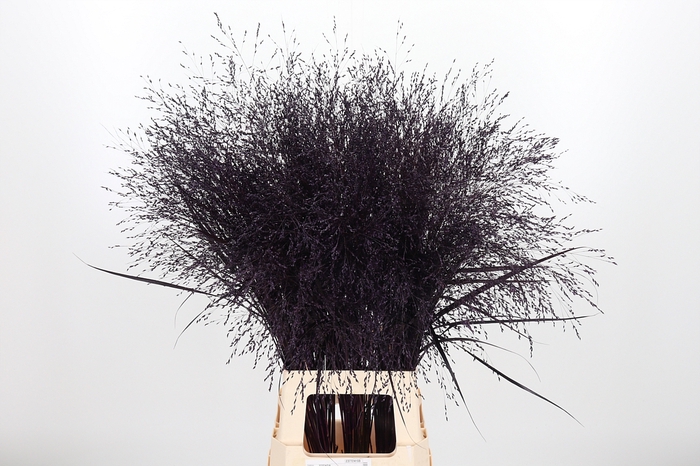 <h4>Panicum Kl Bh Aubergine</h4>