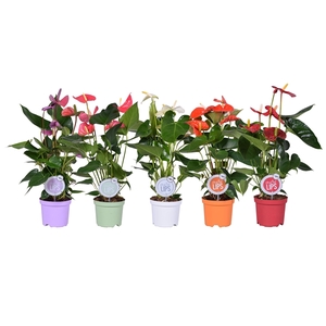 MoreLIPS® Anthurium mix