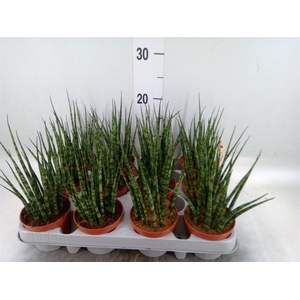 Sansevieria  'Fernwood'
