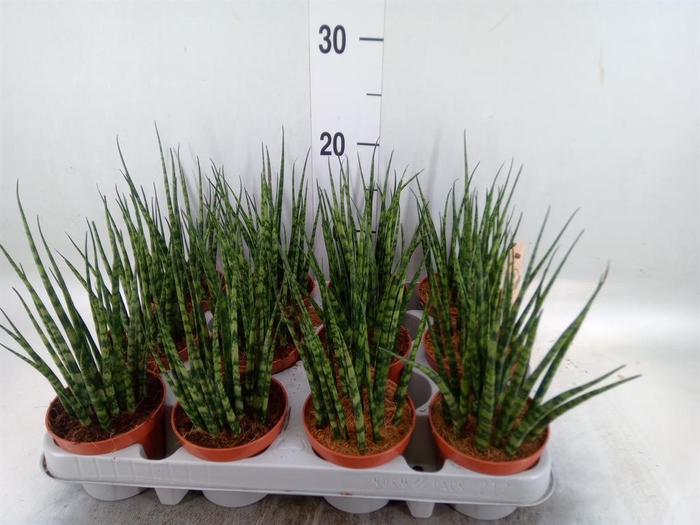 <h4>Sansevieria  'Fernwood'</h4>
