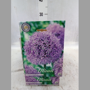 Allium   ...flowerbulbs