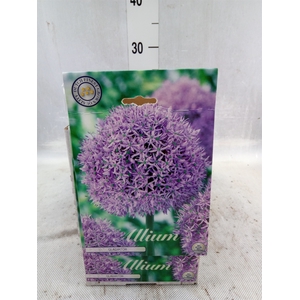Allium   ...flowerbulbs