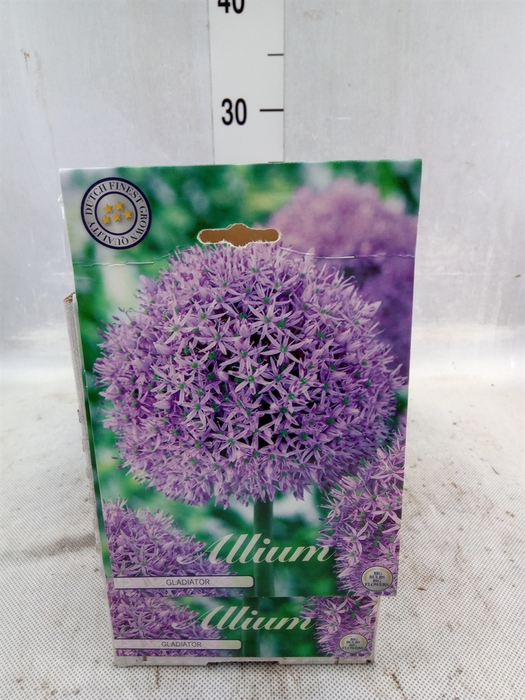 <h4>Allium   ...flowerbulbs</h4>