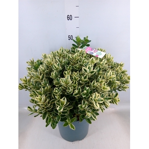 Hebe  'Katrina'