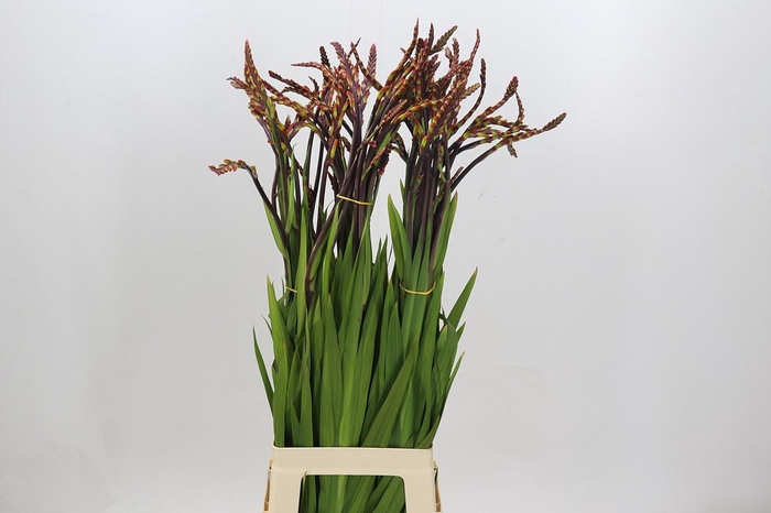 <h4>Chasmanthe Saturnus</h4>