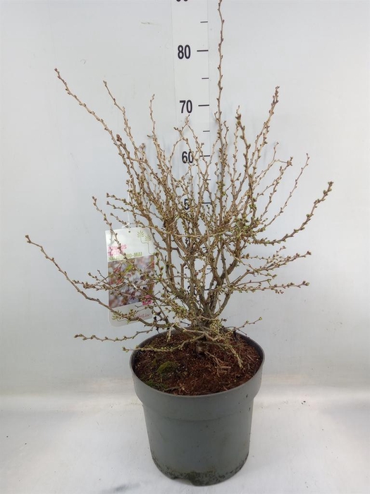 <h4>Prunus incisa 'Kojou-no-mai'</h4>