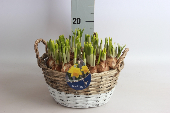 <h4>ARR NARCISSUS</h4>