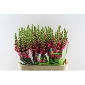 Antirrhinum Cool Dark Pink