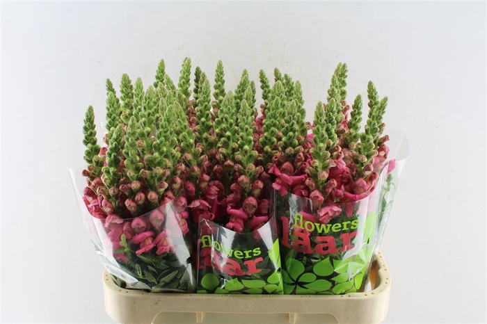 <h4>Antirrhinum Cool Dark Pink</h4>