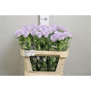 Camp M Champion Lavender