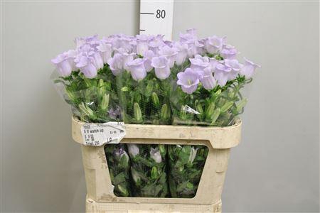 <h4>Camp M Champion Lavender</h4>