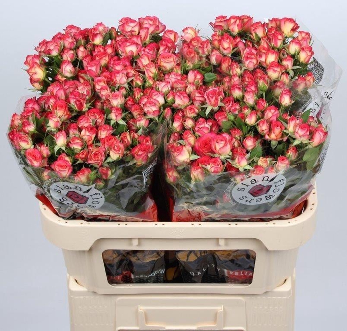 <h4>Rosa tros Summer Dance</h4>