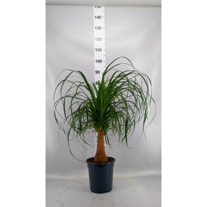 Beaucarnea recurvata
