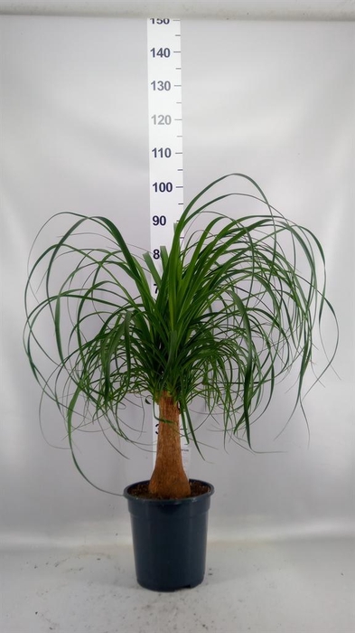 <h4>Beaucarnea recurvata</h4>