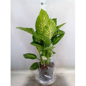 Dieffenbachia seg. 'Reeva'