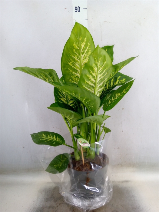 Dieffenbachia seg. 'Reeva'