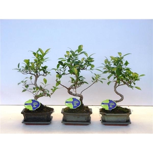 Ficus retusa, 15cm., shape, with drip tray