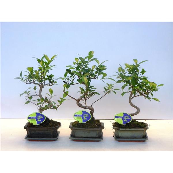 <h4>Ficus retusa, 15cm., shape, with drip tray</h4>