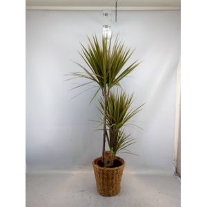 Dracaena marg. 'Bicolor'