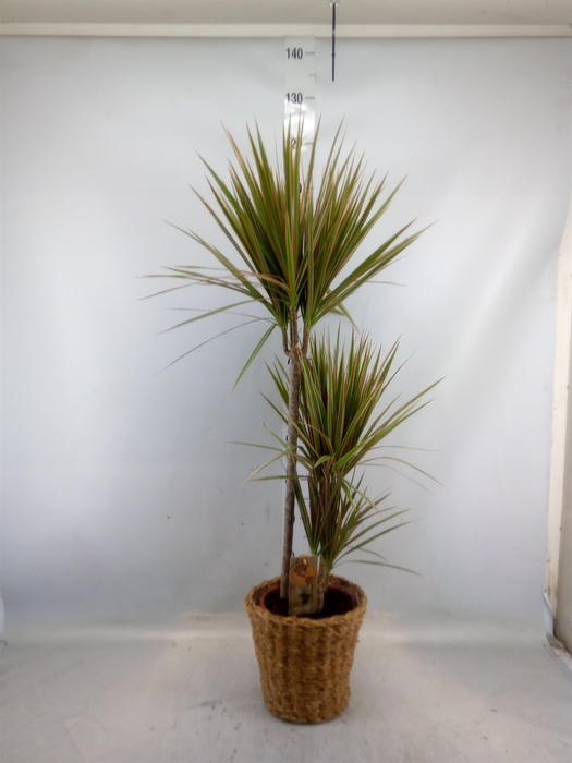 <h4>Dracaena marg. 'Bicolor'</h4>