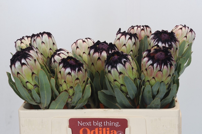 <h4>Protea Niobe</h4>
