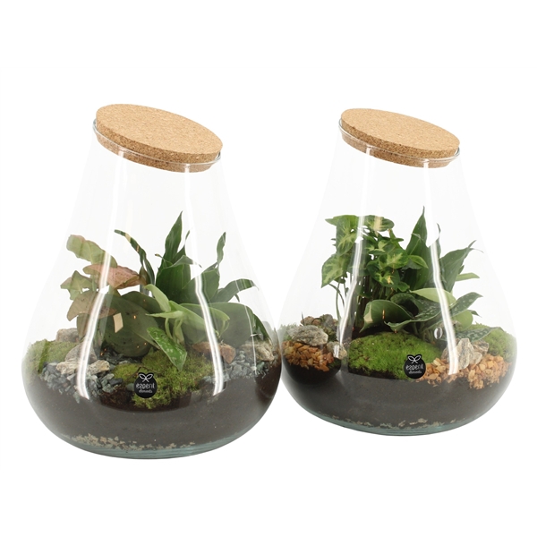 90551: Terrarium arrangement