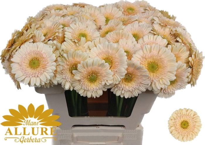 <h4>GERMINI MICKEY GE MI MICKEY</h4>