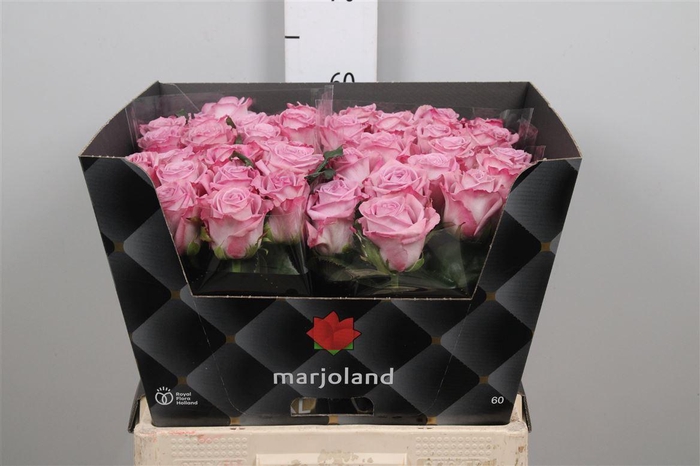 <h4>R Gr Nayeli!</h4>