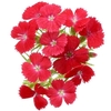 Dianthus Br Aldo Red