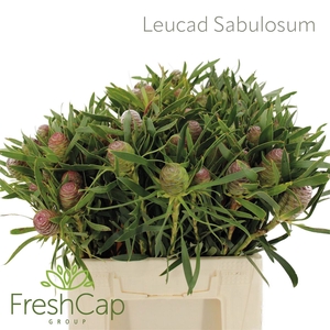 Leucad Sabulosum