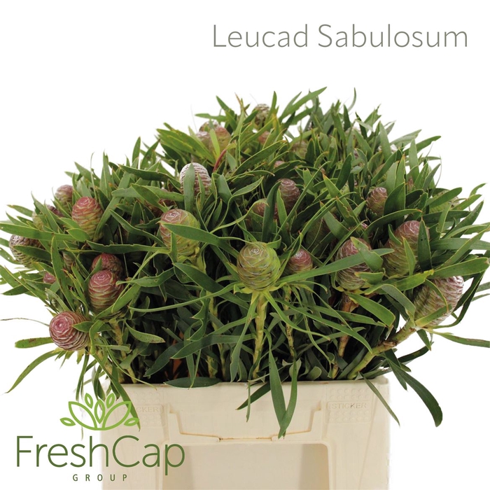 <h4>Leucad Sabulosum</h4>