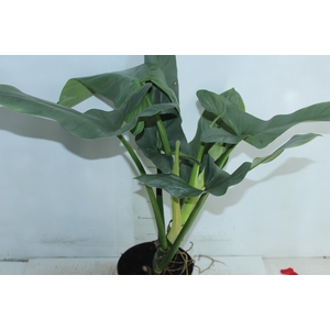 PHILODENDRON GREY P17