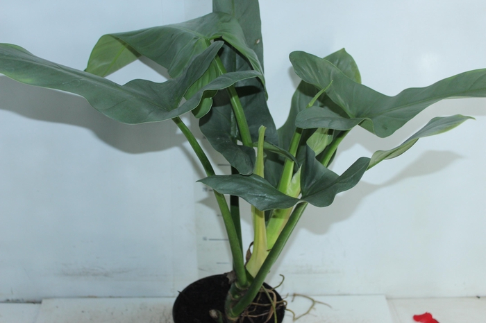 <h4>PHILODENDRON GREY P17</h4>