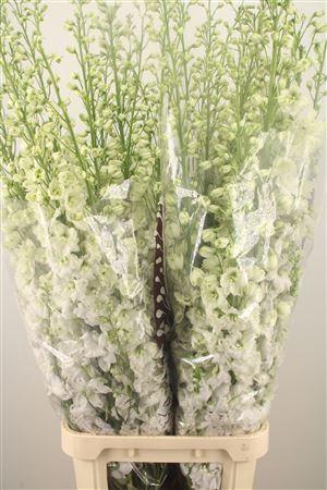 <h4>Delph El Dewi Impressive White</h4>
