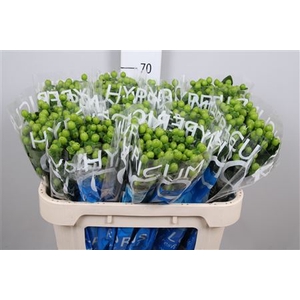 Hypericum Coco Bamboo