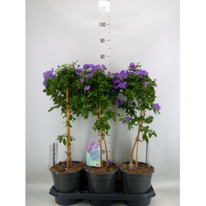 Lycianthes ran. 'Blue Fountain'