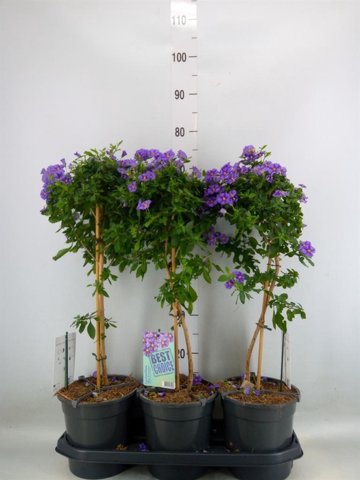 <h4>Lycianthes ran. 'Blue Fountain'</h4>