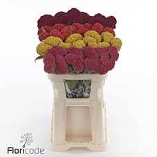 Celosia reprise mixed in bucket