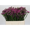 Limonium sinuatum Rosa Sun Birds